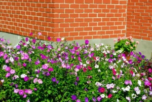 Peony Flower Gardening