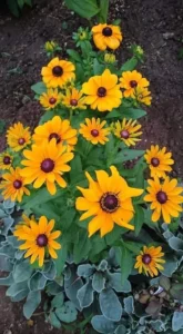 Marigold Flower Gardening