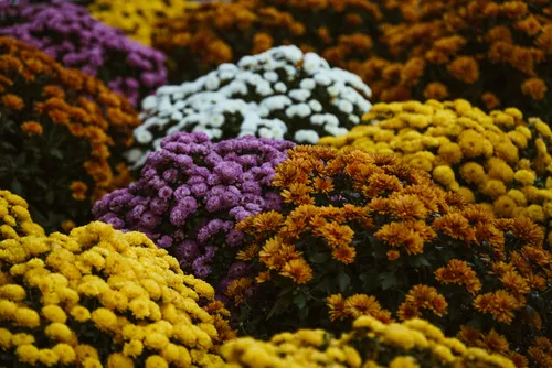 Mastering the Art of Flower Arranging Techniques, Styles, and Practical Tips for Creating Stunning Floral Compositions