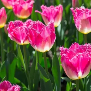 Lavender Flower Gardening